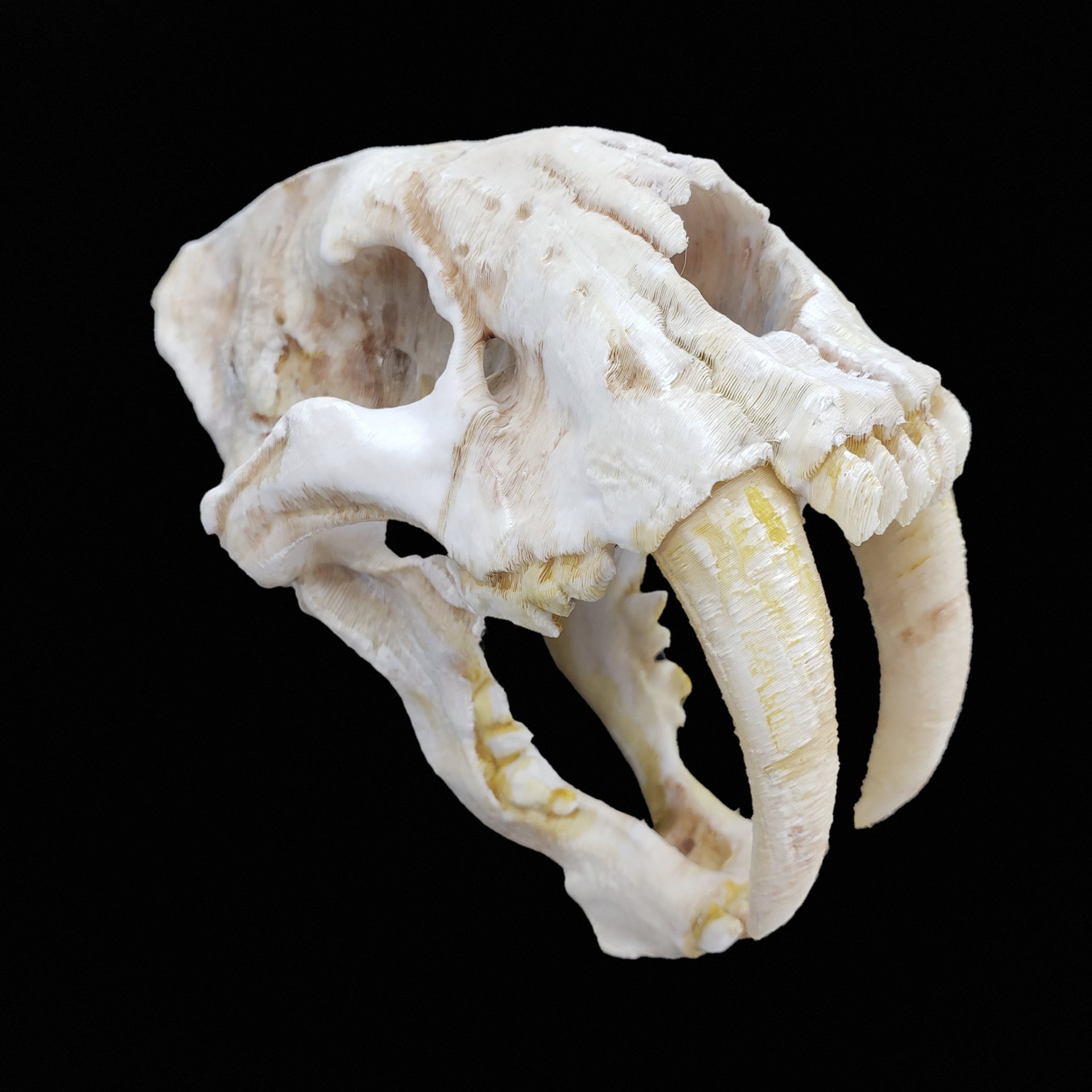 Saber Tooth Tiger Skull Front