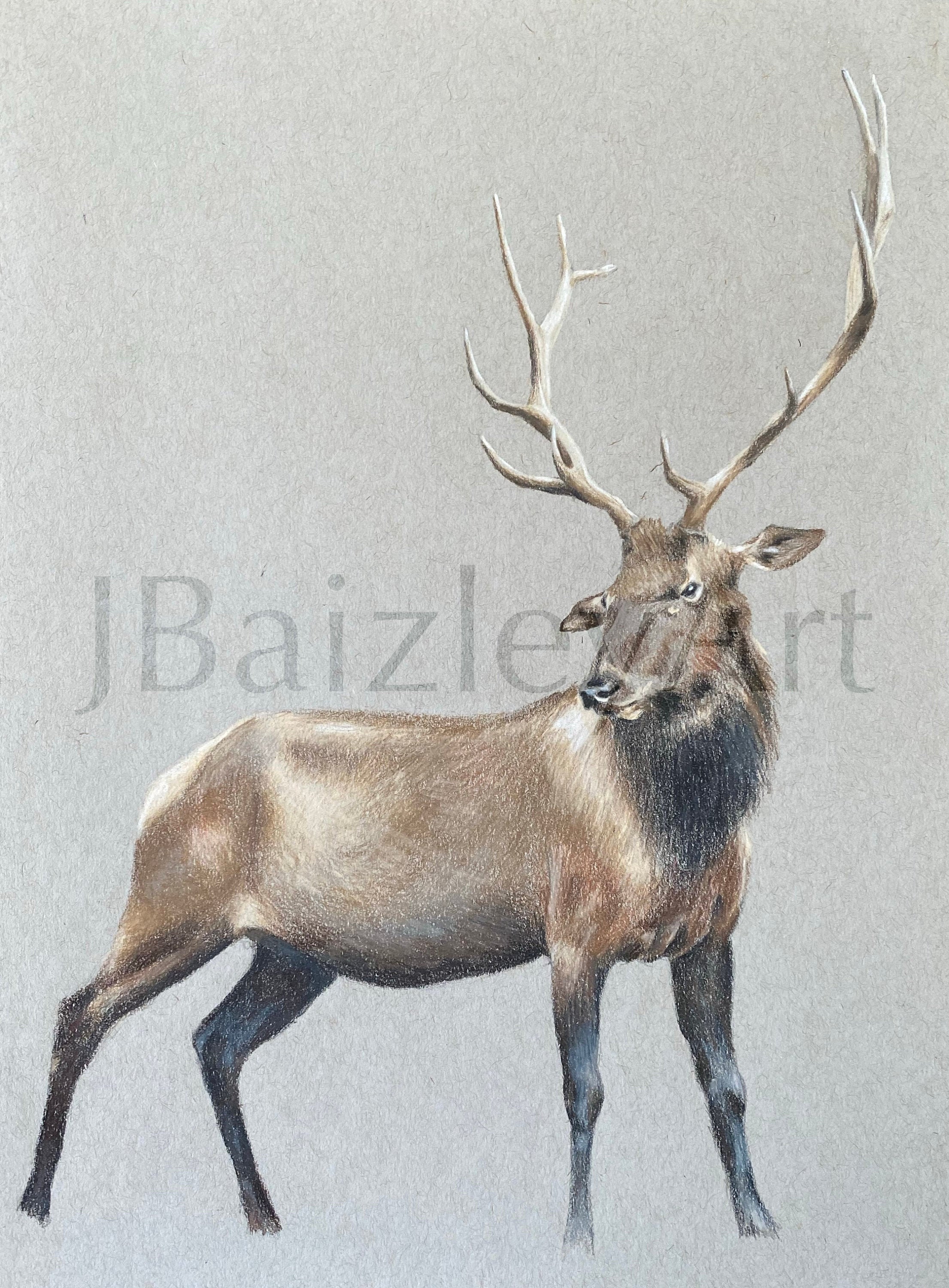 Elk Art Fine Art Print Animal Wall Art Etsy