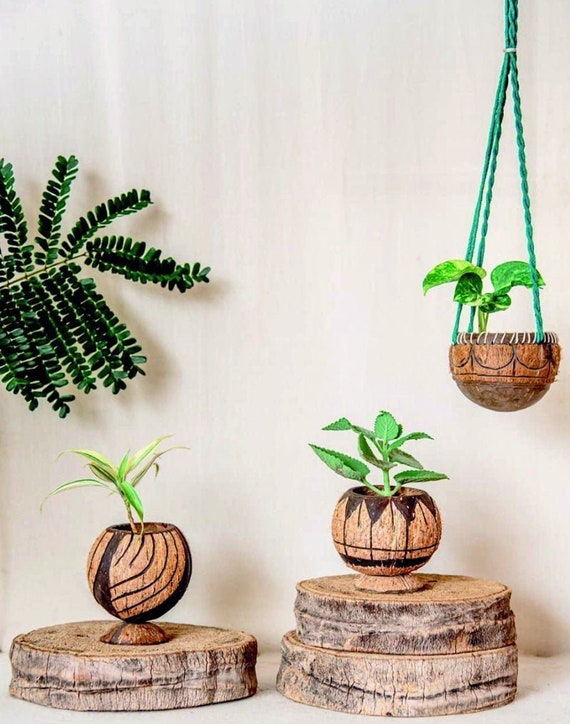 Set of 3 Coconut Shell Planters Coconut 