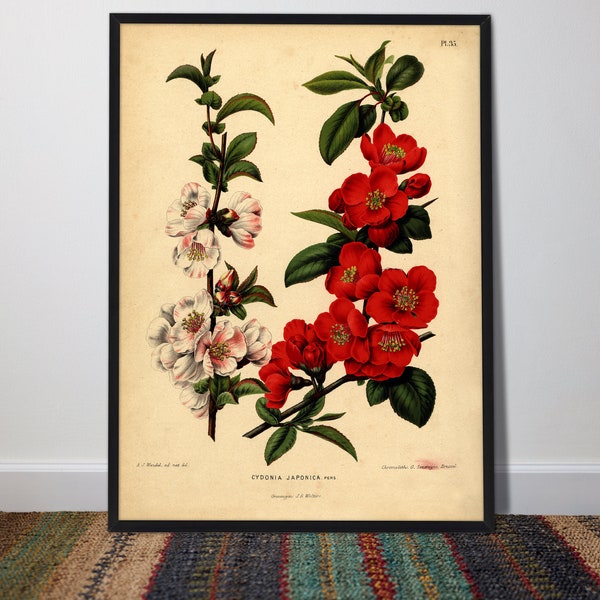 Vintage Japanese Flower | Flowering Quince | Chinese Quince | Japanese Quince | Restored Vintage Print | Botanical Art | Kitchen Decor