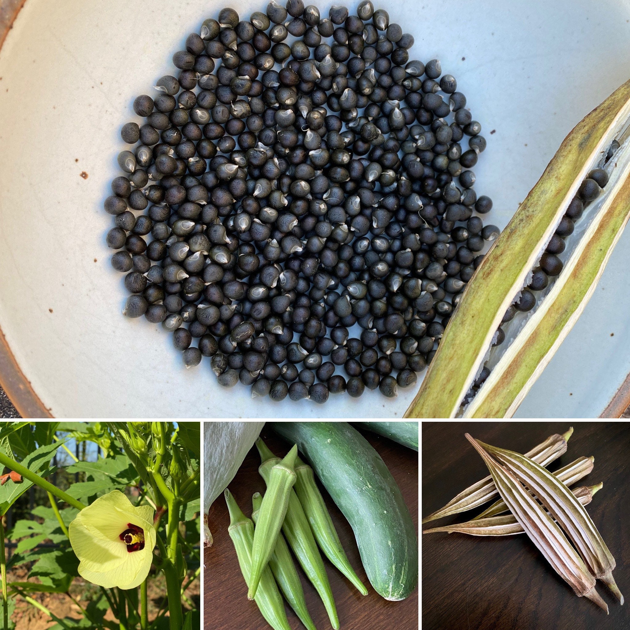 Semilla de Okra Clemson sin espinas paquete de semillas o Etsy