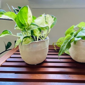 May include: Two potted plants on a wooden slatted shelf. The plant on the left has variegated leaves and is in a white ceramic pot. The plant on the right has solid green leaves and is in a white ceramic pot.