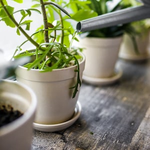 May include: A close-up shot of several potted plants being watered with a silver watering can. The plants have bright green leaves and are in white pots with matching saucers. The background is a blurred window.