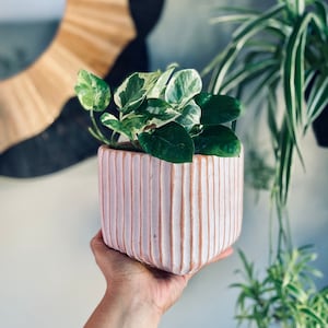 Brązowo-biała neutralna żebrowana doniczka - ceramiczna doniczka 4, 5 i 5,5 cala - wyjątkowa - materiał premium - nowoczesna - doniczka - słodka - pomysł na prezent