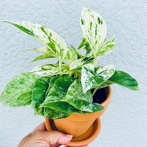 May include: A potted houseplant with variegated green and white leaves. The plant is in a small terracotta pot with a matching saucer. The leaves have a speckled pattern, and the plant appears healthy and vibrant. The background is a light gray wall.