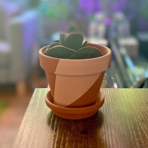 May include: A small potted plant with dark green leaves in a terracotta pot with a pink and brown geometric pattern. The pot is sitting on a wooden table.
