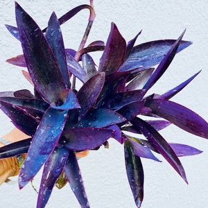 Purple Heart - Wandering Jew - Set van 3 - Stekken - Volledig geworteld - Tradescantia Pallida - Tropisch - Trendy plant - LEVENDE PLANTEN - Makkelijk