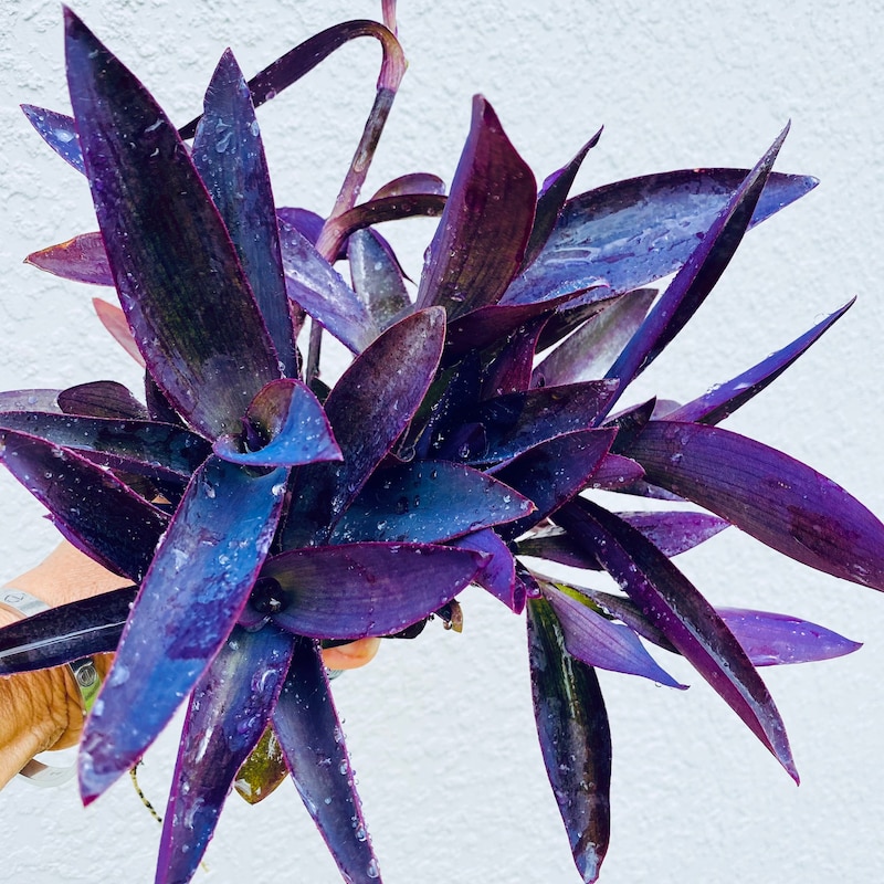 Purple Heart - Wanderng Jew - Pack of 3 - Cuttngs - Fully Rooted