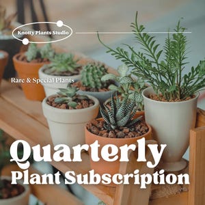 Puede incluir: Un estante de madera con una variedad de plantas en macetas, incluyendo suculentas, helechos y cactus. El estante está etiquetado como "Knotty Plants Studio" y "Plantas raras y especiales". El texto "Suscripción trimestral de plantas" se muestra en letras grandes, blancas y de estilo retro.