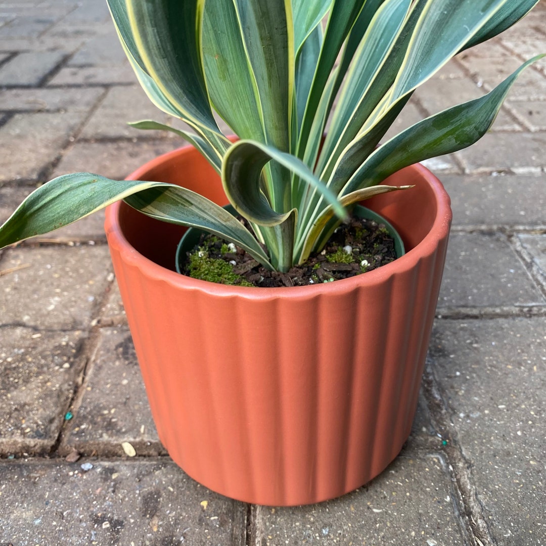 Designer Ribbed Pots Ribbed Ceramic Pot: 6-inch Modern Planter, Catcher Pot - Etsy