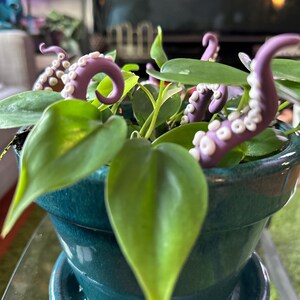 May include: A potted plant with green leaves and purple octopus figurines. The pot is a teal blue color.