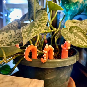 May include: A potted plant with green and silver leaves. Three orange octopus-shaped plant stakes are in the soil. The plant is in a dark green pot.