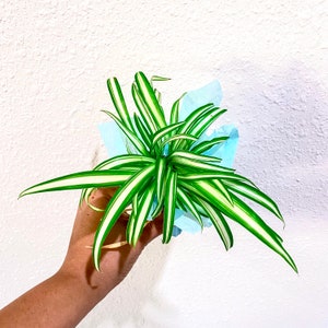 Zebra Spider Plant Cutting: Fresh Rooted Chlorophytum Comosum