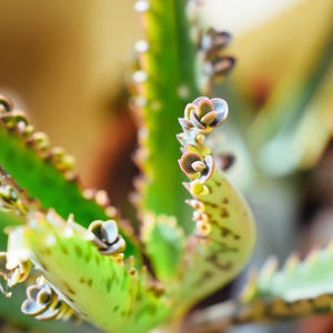 Könnte beinhalten: Eine Kalanchoe daigremontiana Sukkulente mit länglichen, gezackten grünen Blättern und dunkelbraunen Flecken. Die Blattränder sind mit zahlreichen kleinen Ablegern besetzt, die jeweils winzige, abgerundete, violett getönte Blätter zeigen.