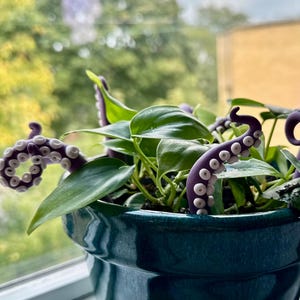 May include: A green ceramic pot with a leafy green plant. Three purple octopus tentacles with white suction cups are wrapped around the plant.