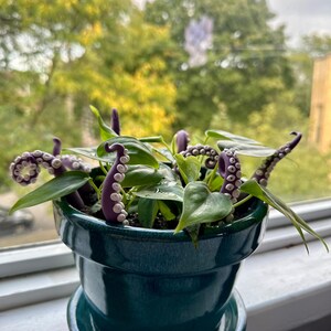 May include: A green ceramic pot with a plant growing out of it. The plant has several purple octopus tentacles with white suction cups.