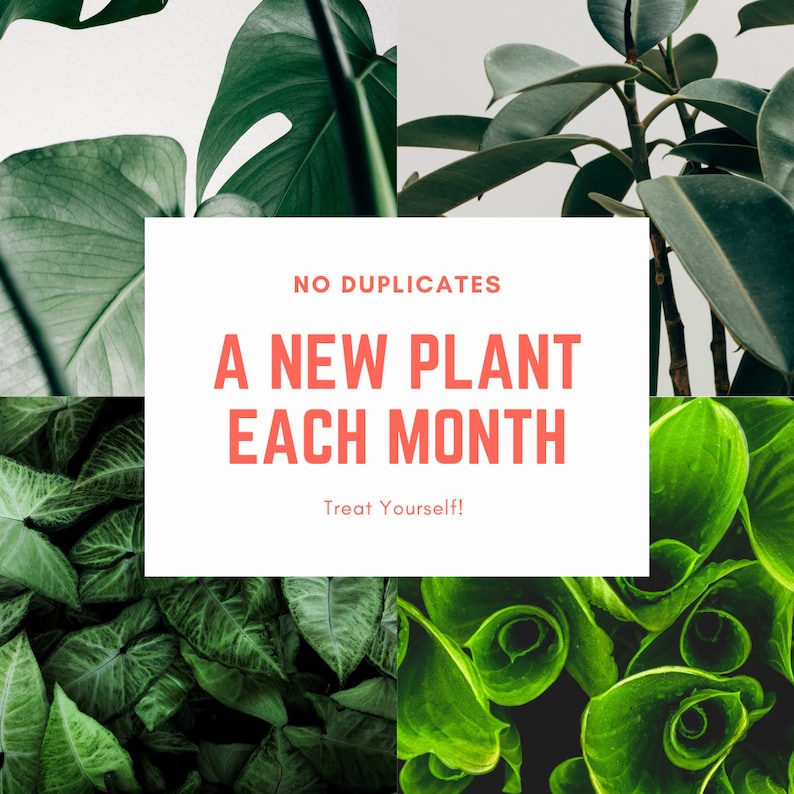以下が含まれることがあります： 白い背景に赤い文字で「NO DUPLICATES A NEW PLANT EACH MONTH Treat Yourself!」と書かれた、4種類の緑の植物のコラージュです。