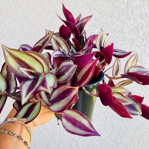 Healthy Tradescantia Zebrina Cuttings - Plant Cutting - Rooted Cuttings - Wandering Jew - Plant Clippings - Trendy Fun Easy Plant Decor