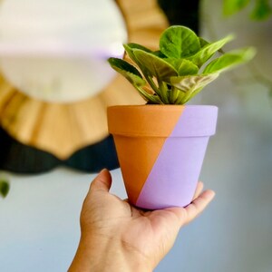 May include: A small terracotta plant pot, split diagonally with orange and lavender paint, contains a green plant with full leaves. The pot is held in a hand, highlighting the colour contrast and the plant's freshness. The design is simple and modern.