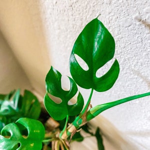 Beautiful Mini Monstera Cuttings - Rhaphidophora Tetrasperma - Rooted Cuttings - Monstera Plant - House Plant - Trendy Fun Easy Plant- Nodes