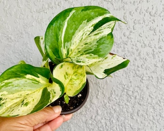 Manjula Pothos - Healthy - New Cutting, Rooted, 4 in Potted Plant - Easy - Rooted Plant - Trendy Fun Easy Plant Decor - Live Plant Enjoy
