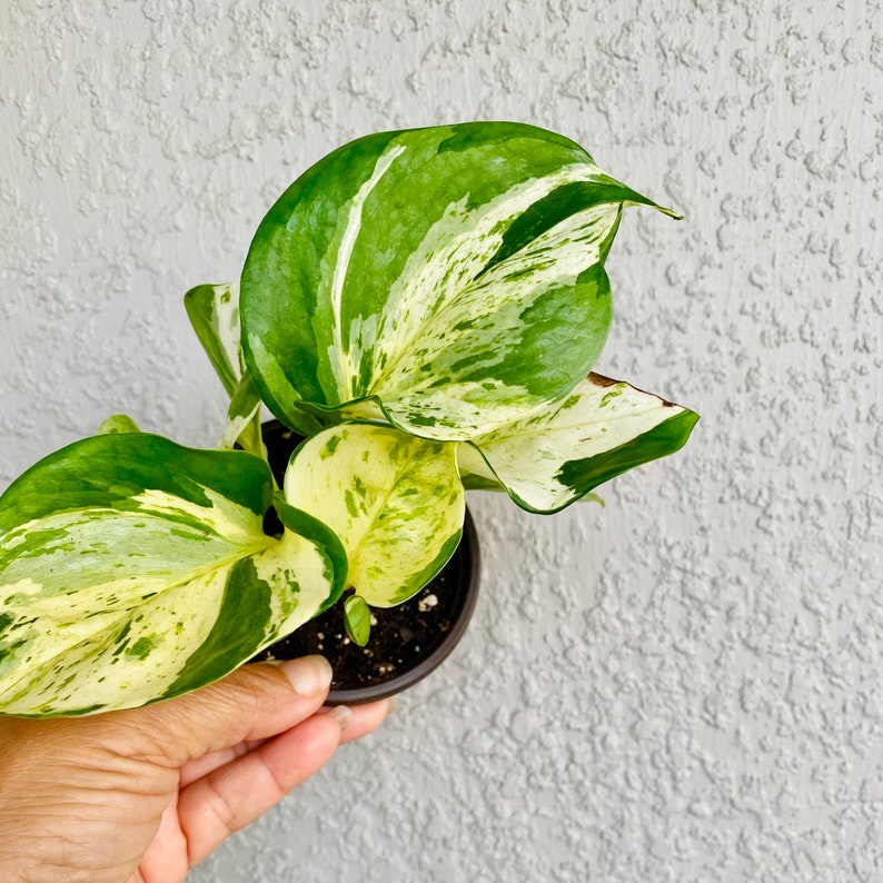 Manjula Pothos - Healthy famous New NEW before selling Cutting Plan Rooted in Potted 4