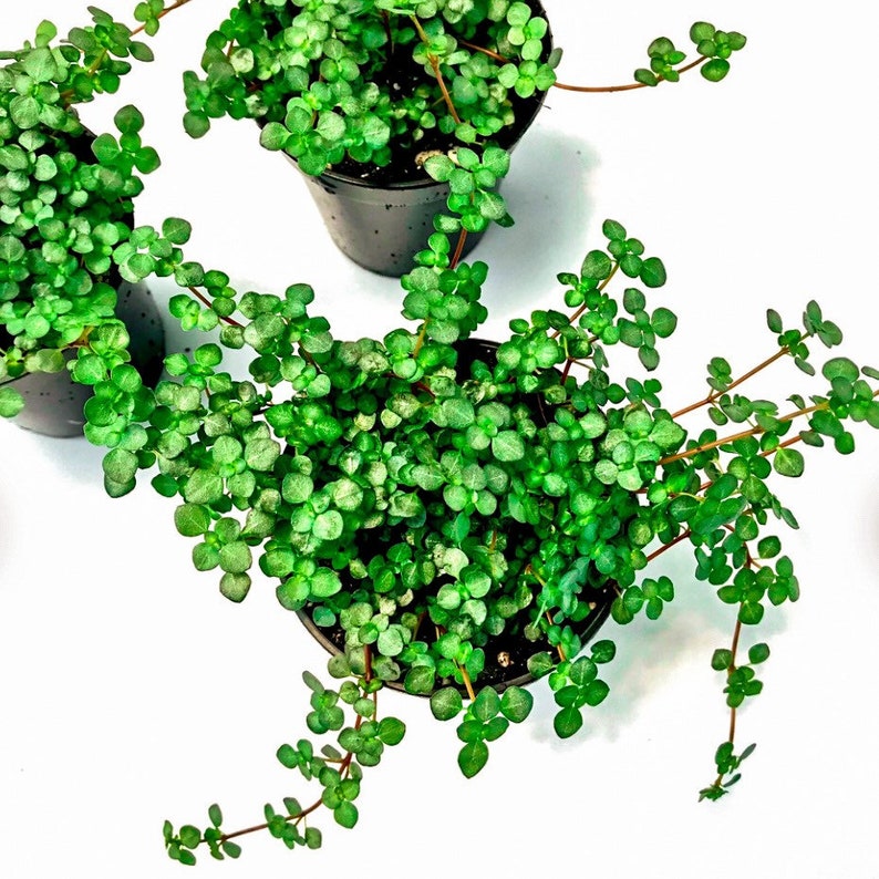 Healthy Pilea Glauca