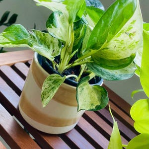 Puede incluir: Una planta de potos en maceta con hojas verdes y blancas abigarradas. La planta está en una maceta de cerámica beige con dos rayas marrones. La maceta se encuentra sobre una superficie de madera.