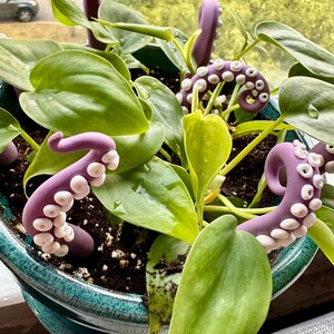 May include: Purple octopus-shaped plant stakes in a pot of green leafy plants. The stakes are made of ceramic and have white suction cups.