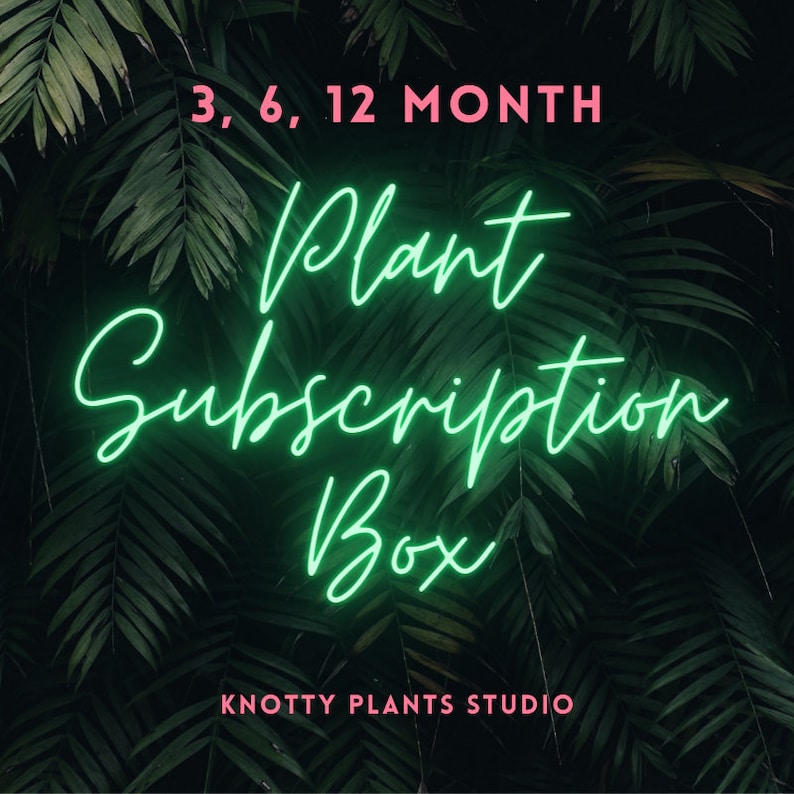 以下が含まれることがあります： 緑色のネオンサインに「Plant Subscription Box」の文字が書かれており、緑色の熱帯の葉を背景にしています。画像の上部には「3, 6, 12 Month」の文字がピンク色で書かれています。画像の下部には「Knotty Plants Studio」の文字がピンク色で書かれています。