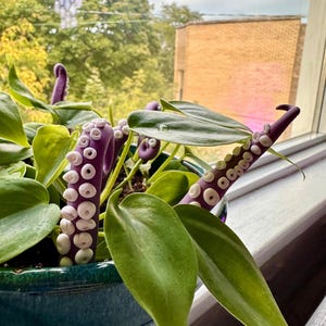 May include: A potted plant with green leaves and purple octopus-like stems with white accents.