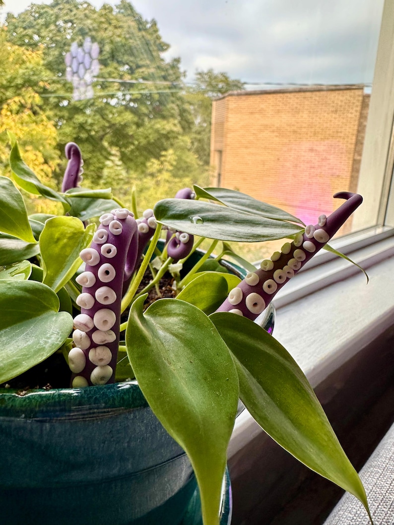 May include: A potted plant with green leaves and purple octopus-like stems with white accents.