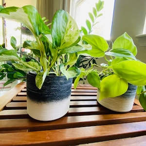 May include: Two potted plants, one with green and white variegated leaves in a black and white planter, and the other with bright green leaves in a white planter, on a wooden surface.
