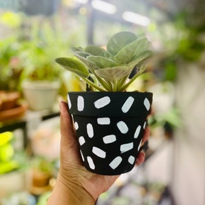 May include: A small green plant in a black and white patterned terracotta pot. The pot has a white geometric design on a black background.