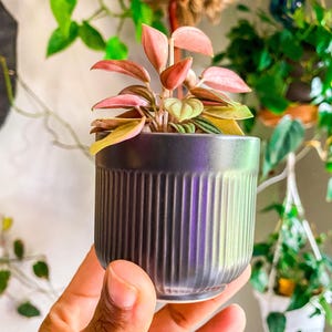 May include: A small pink and green houseplant in a dark gray ceramic pot with vertical ridges. The pot is being held by a hand.
