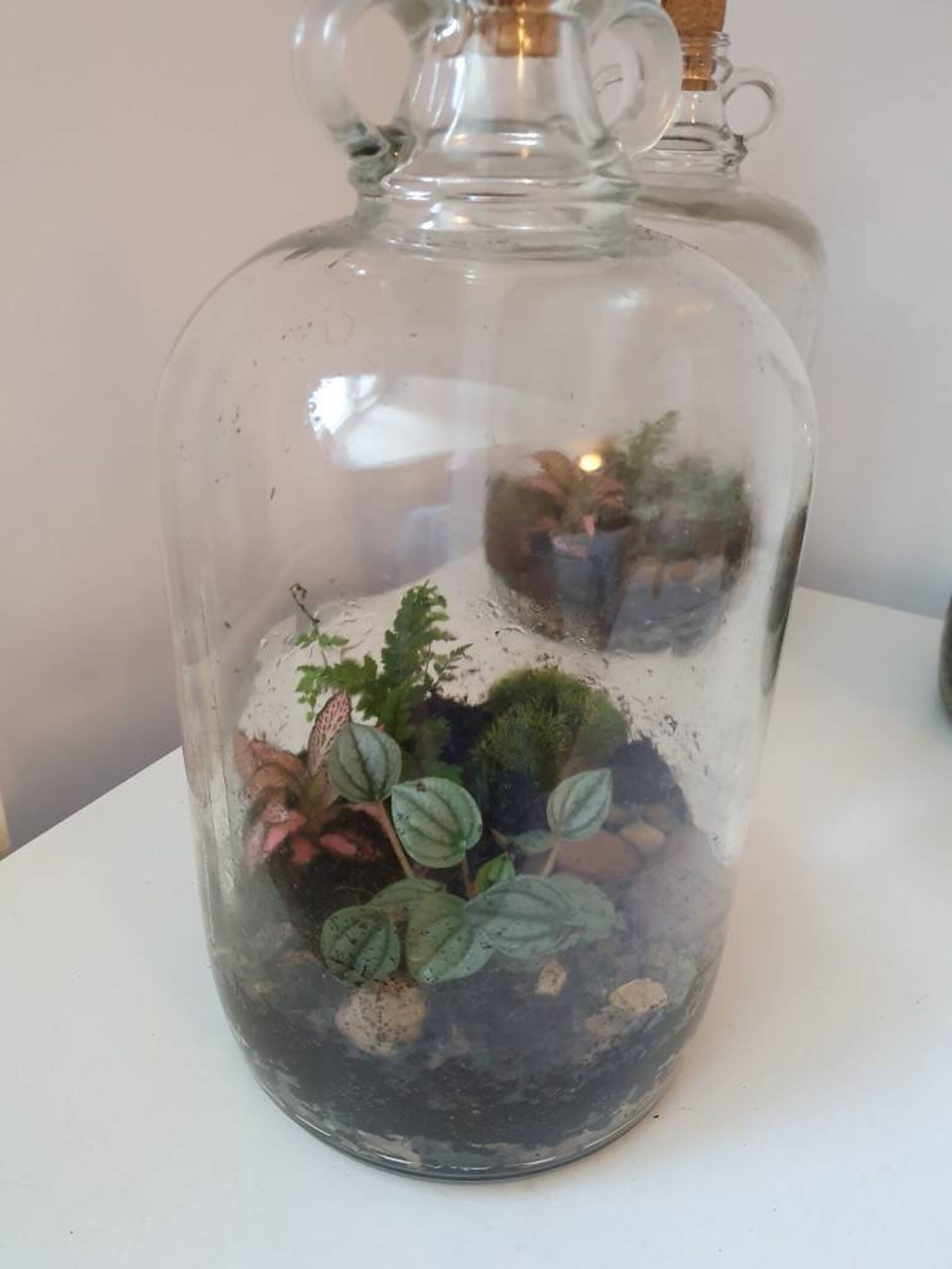Terrarium In a Demijohn jar Etsy