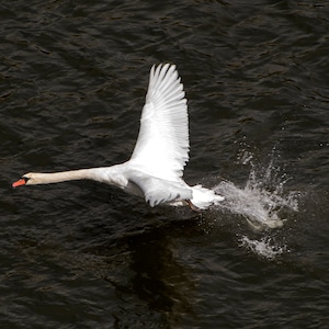 Mute Swan in flight A4 Print