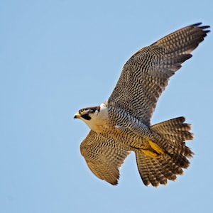 Impresión Peregrine Falcon A4
