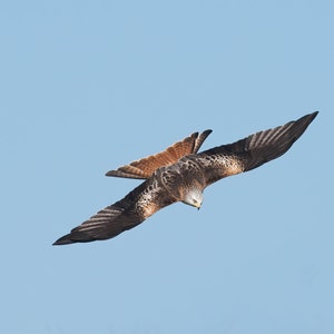 Red Kite .A4 Print