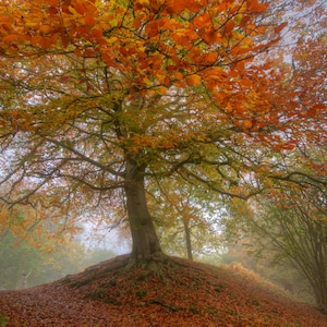 May include: A large tree with orange and yellow leaves stands in a forest setting. The tree is in the center of the image and its branches extend out to the sides. The ground is covered in fallen leaves.