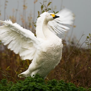 Swan Open Wings A4 Print - Etsy