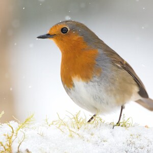 Winter Robin. A4 print