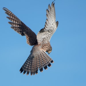 Kestrel hovering. A4 print