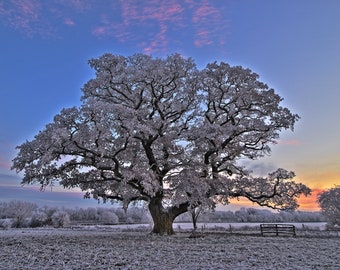 Frosty Oak Tree. A4 print