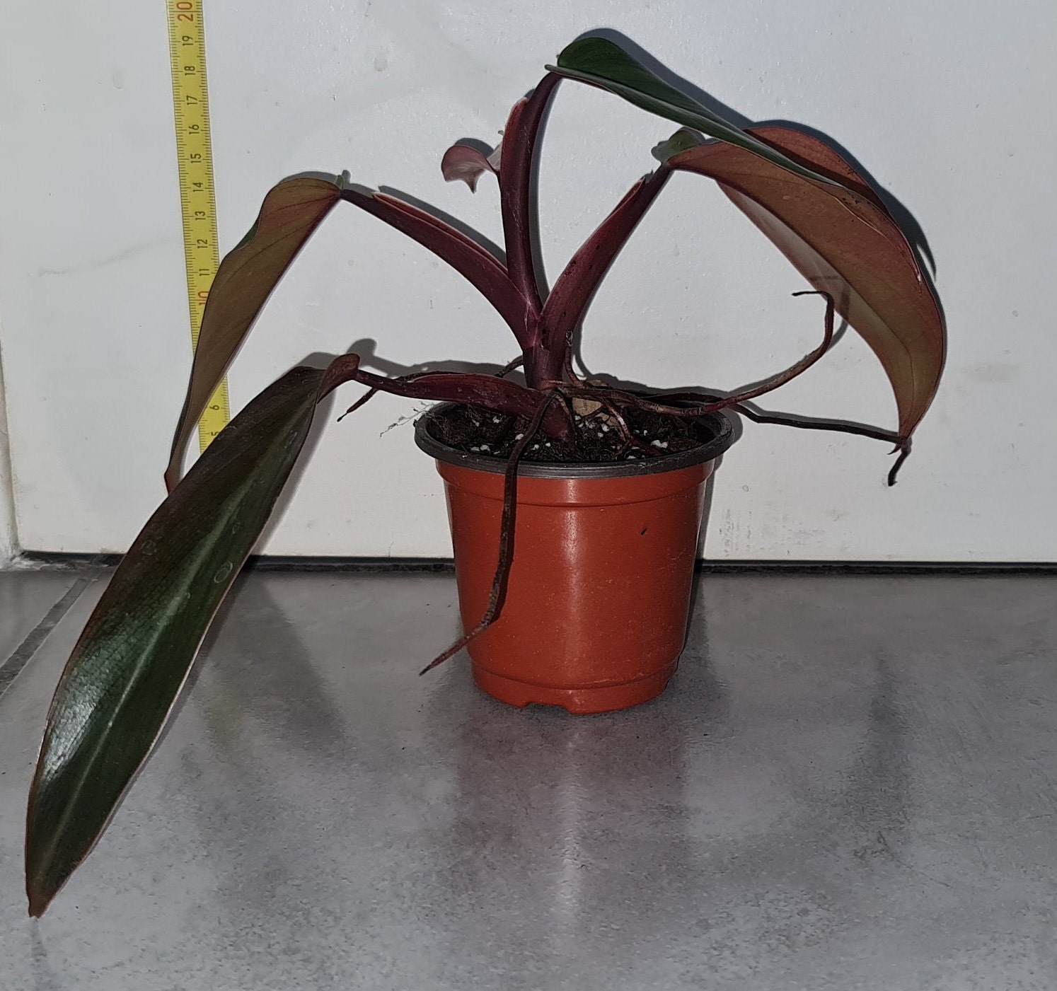 Philodendron Erubescens Red Ruby