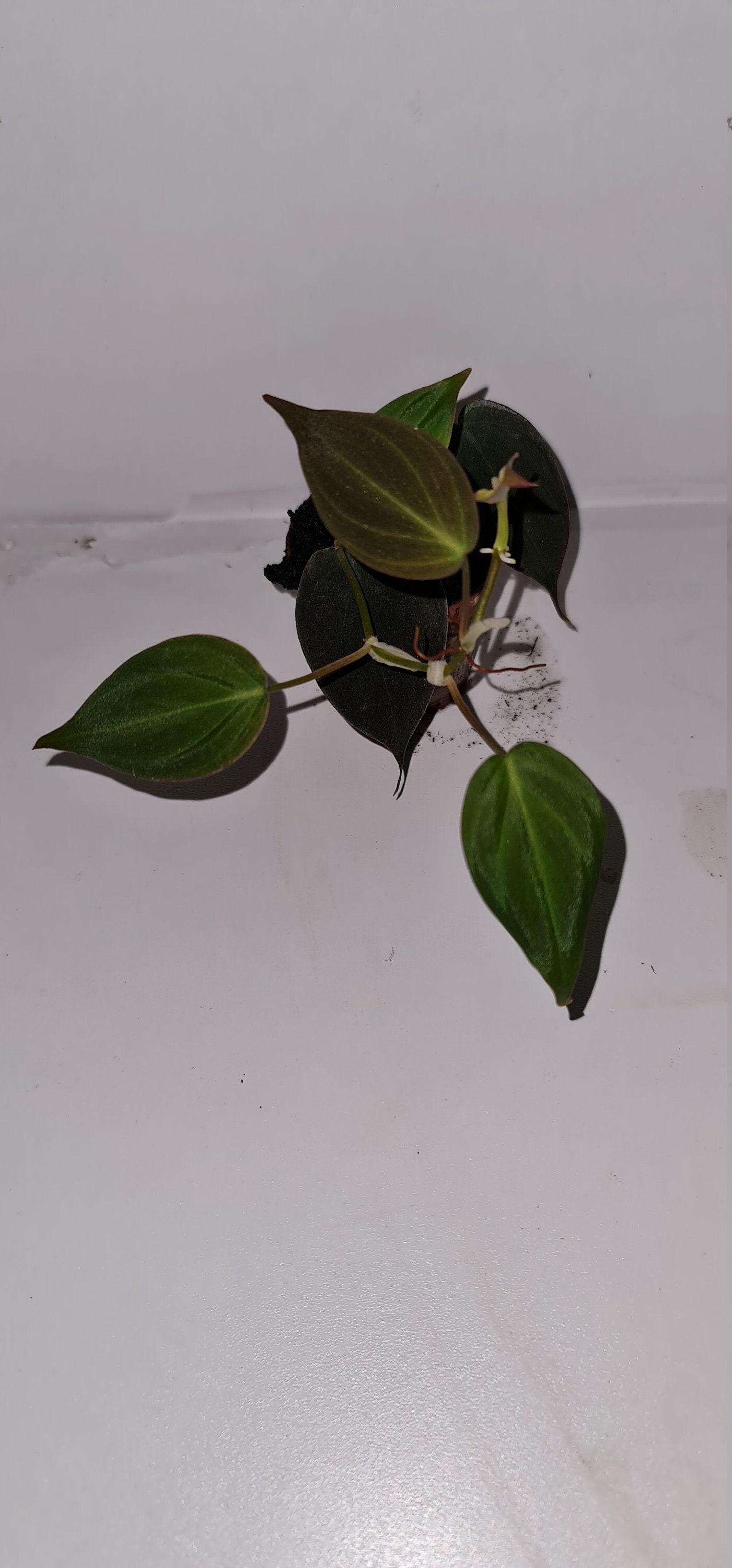 Philodendron Scandens Micans