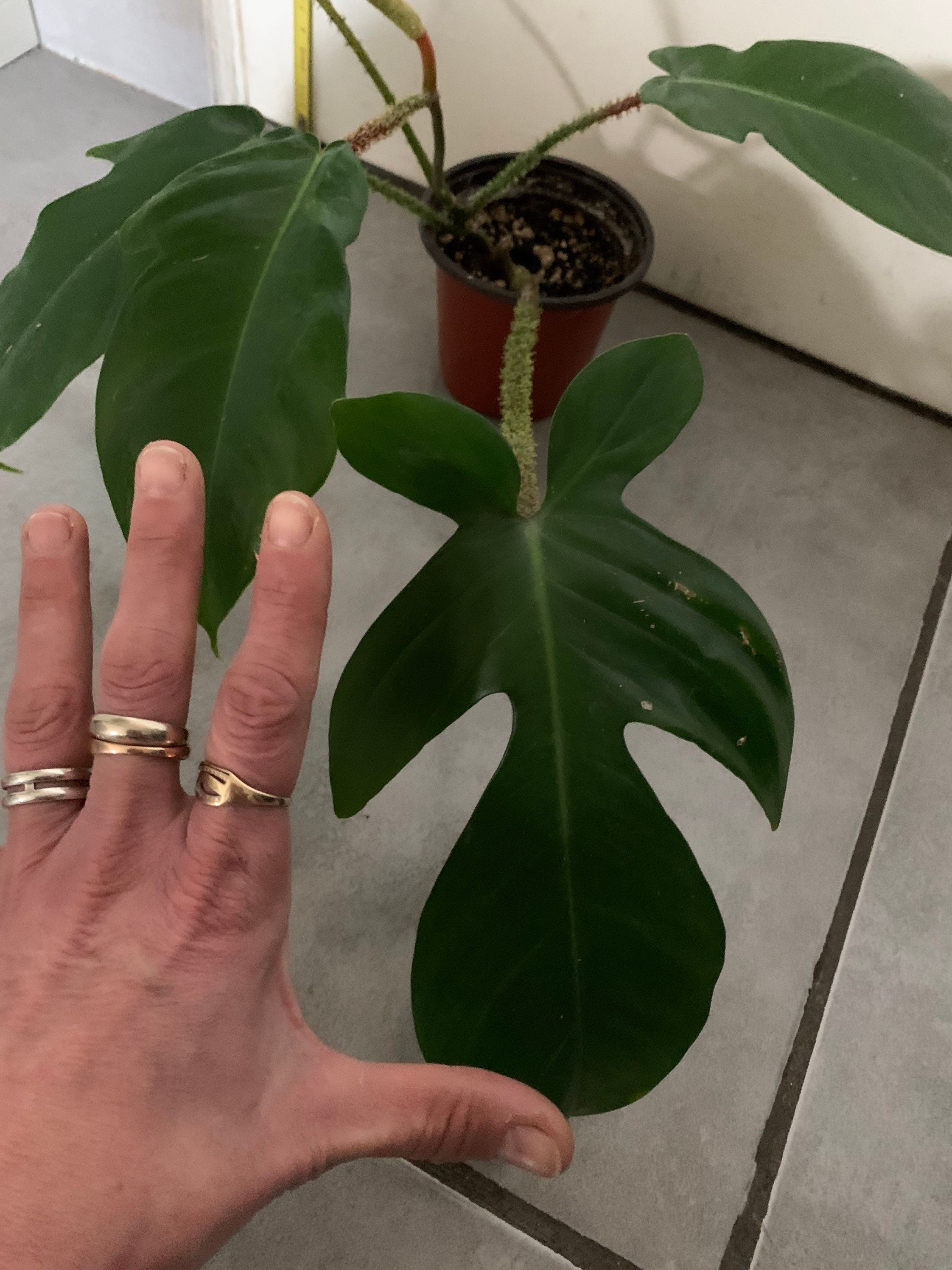 Philodendron Squamifirum