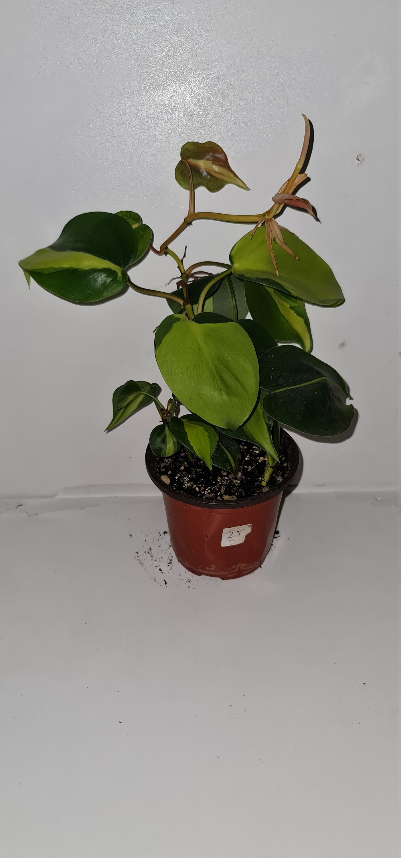 Philodendron Hederaceum Scandens Brazil