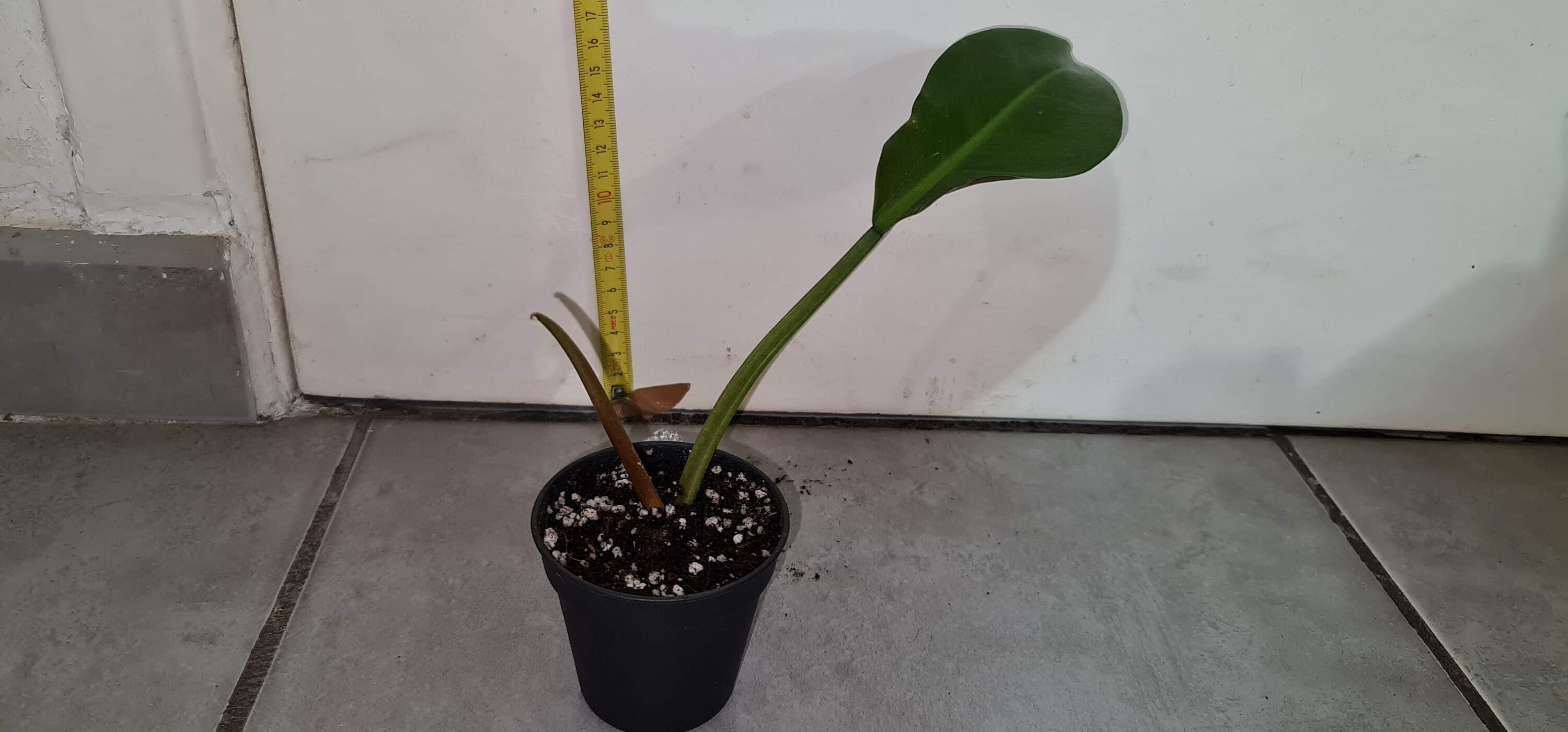 Philodendron Orlando