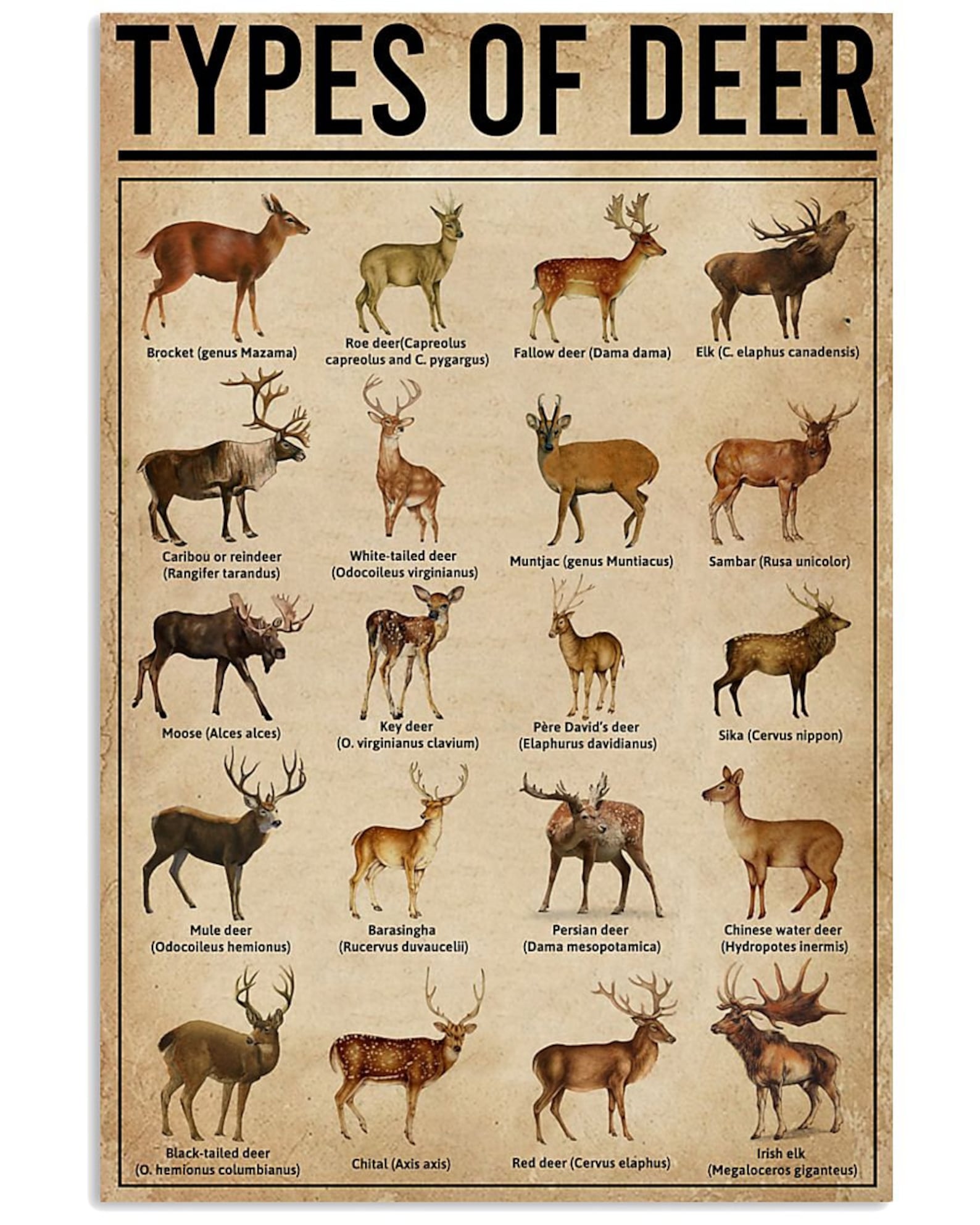 Types Of Deer Chart